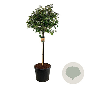 Photinia fraseri 'Red Robin' 120 cm stam cont. 90L extra