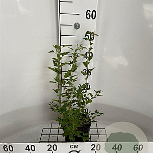 Physocarpus opulifolius 30-40 cm 2,5L