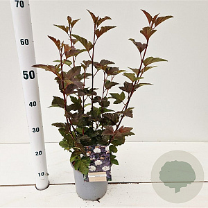 Physocarpus opulif. 'Diabolo' 30-40 cm 2,5L
