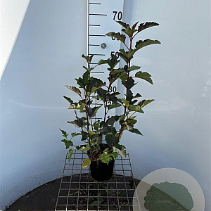 Physocarpus opulif. 'Diabolo' 30-40 cm 2,5L