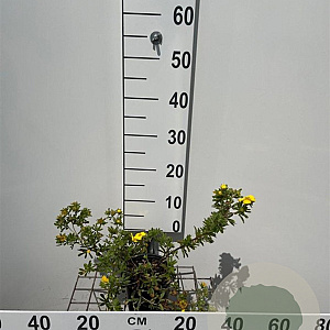 Potentilla f. 'Goldteppich' 30-40 cm C1.3