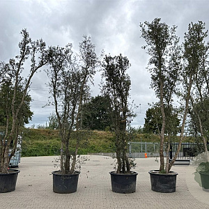 Quercus suber 450-500 cm container meerstammig
