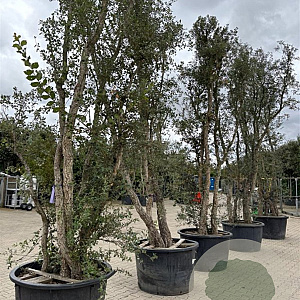 Quercus suber 450-500 cm container meerstammig