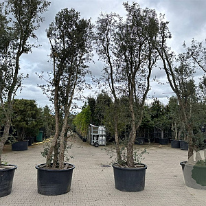 Quercus suber 450-500 cm container meerstammig