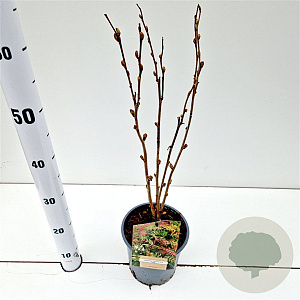 Sorbaria sorbif. 'Sem' 30-40 cm 2,5L