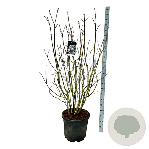 Syringa v. Beauty of Moscow 150-175 cm cont. 55L extra