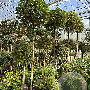 Viburnum tinus 10-12 HO container 200 cm stam lei 150x200