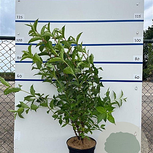 Weigela 'Bristol Ruby' 80-100 cm 7,5L