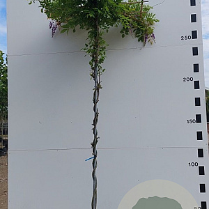 Wisteria brach. 'Iko-yama-fuji' hoogstam container 190STAM dakvorm