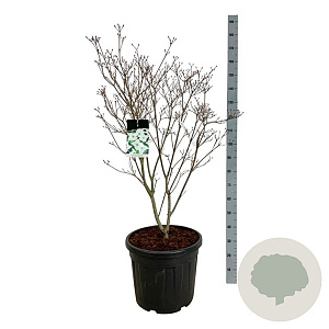 Cornus k. 'Milky Way' 100-125 cm cont. 55L extra