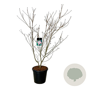 Cornus k. 'Satomi' 125-150 cm 30L extra