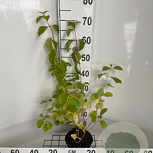 Cornus sang. 'Midwinter Fire' 40-50 cm 2,0L