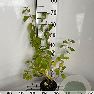 Cornus sang. 'Midwinter Fire' 40-50 cm 2,0L