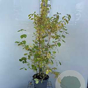 Cornus sang. 'Midwinter Fire' 100-125 cm 7,5L