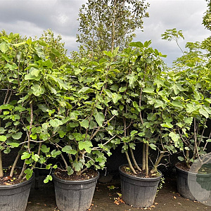 Ficus carica 150-200 cm container meerstammig solitair