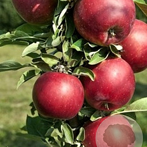 Malus d. 'Aroma' 12-14 HO draadkluit geveerd 3 X verplant