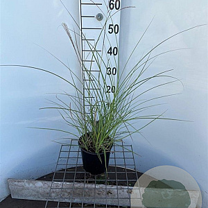 Miscanthus sin. 'Kleine Silbersp.' 30-40 cm 2,5L