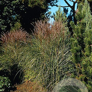 Miscanthus sin. 'Kleine Silbersp.' GM P9