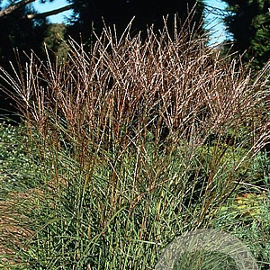 Miscanthus sin. 'Kleine Silbersp.' GM P9