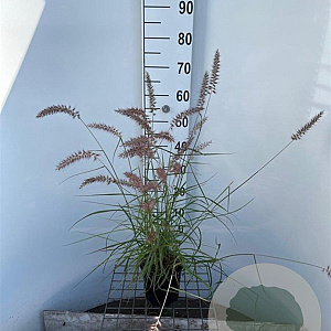 Pennisetum or. 'Flamingo' 30-40 cm 2,5L