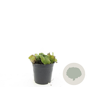 Phlomis russeliana GM C1.3