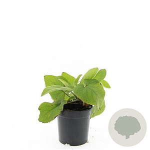 Phlomis russeliana GM C1.3