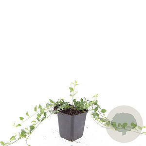 Vinca minor 'Atropurpurea' GM P9