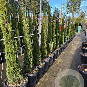 Cupressus sempervirens 125-150 cm 25L