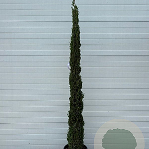 Cupressus sempervirens 250-300 cm 30L