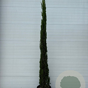 Cupressus sempervirens 250-300 cm 45L