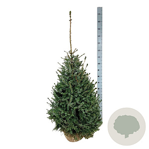 Picea omorika 100-125 cm met kluit extra