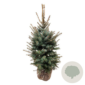 Picea pungens 'Edith' 100-125 cm met kluit extra
