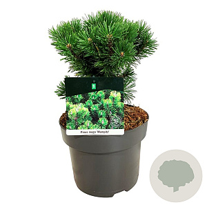 Pinus mugo 'Mumpitz' 20-25 cm