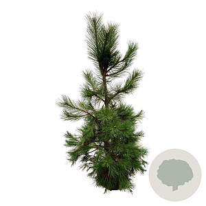 Pinus nigra nigra 175-200 cm draadkluit extra