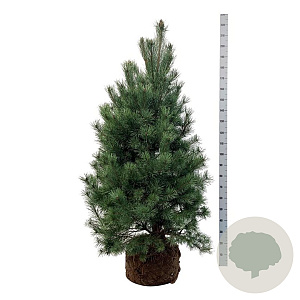 Pinus sylvestris 150-175 cm draadkluit extra