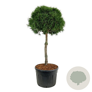 Pinus sylvestris 100 cm stam cont. 180L kroon 90-100