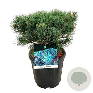 Pinus sylv. 'Watereri' 30-40 cm 15L