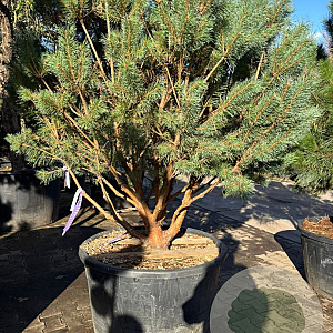 Pinus sylv. 'Watereri' 150-175 cm cont. 130L meerstammig