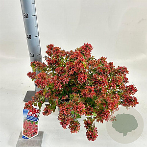 Abelia grandifl. Mystic Daydream 25-30 cm 3,0L