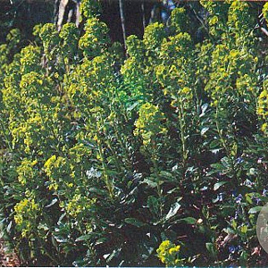 Euphorbia amygdal. robbiae GM P9