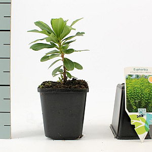 Euphorbia amygdal. robbiae GM P9