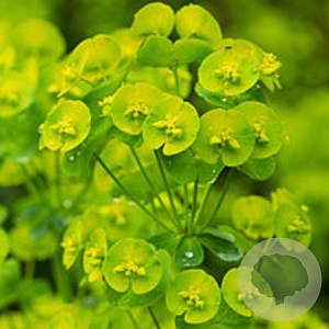 Euphorbia amygdal. robbiae GM P9