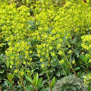 Euphorbia amygdal. robbiae GM P9