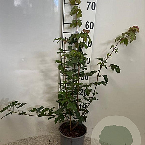 Acer campestre 60-80 cm 2,0L