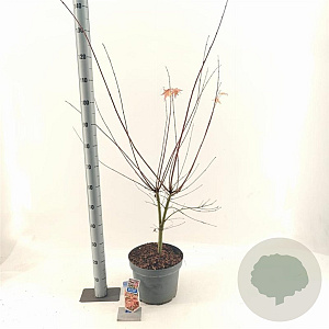 Acer pal. Brown Sugar 80-100 cm 10L