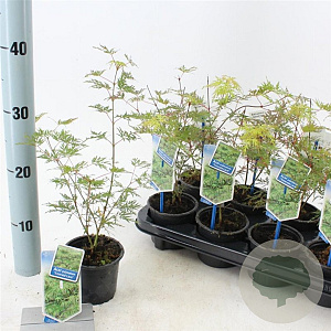 Acer pal. 'Emerald Lace' 25-30 cm P10,5