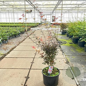 Acer pal. 'Skeeter's Broom' 100-125 cm 35L