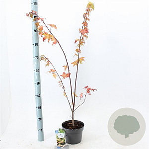 Acer pal. 'Summer Gold' 40-50 cm 3,0L