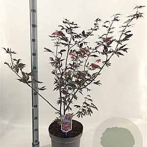 Acer pal. 'Trompenburg' 60-70 cm 10L