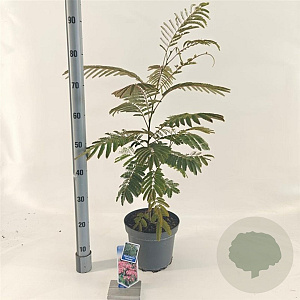 Albizia julibr. Ombrella 50-60 cm 5,0L met stok